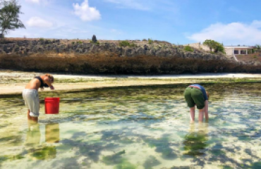 Protection du littoral et des tortues marines à Zanzibar