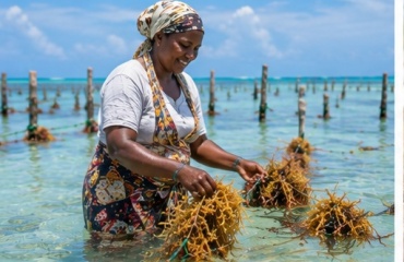 Femme récoltant des algues dans les eaux côtières de Zanzibar