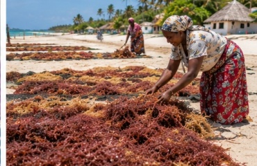 Femme faisant sécher des algues récoltées à Zanzibar