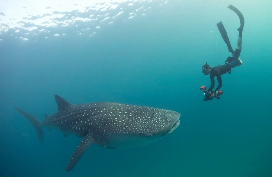 Stage dans la protections des animaux marins 