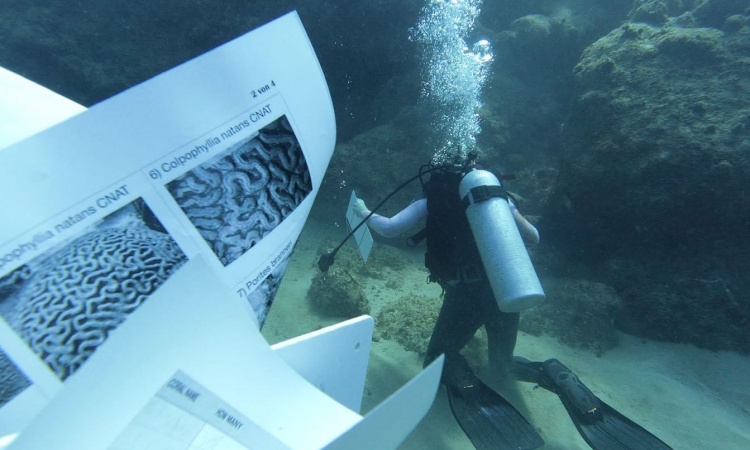 Protéger l'environnement marin des Caraïbes