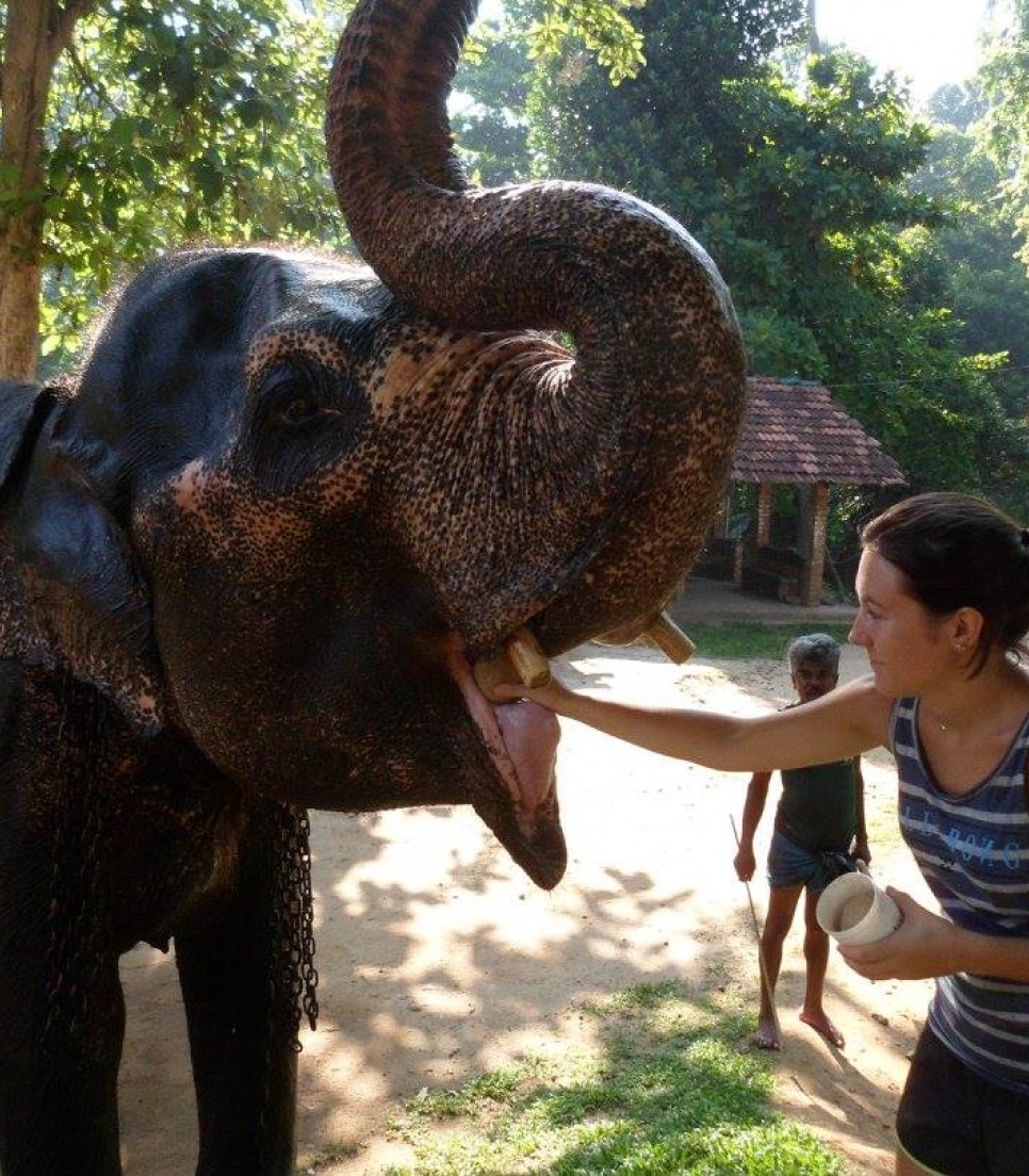 Volontariat international dans le service d'un sanctuaire pour éléphants en Asie !