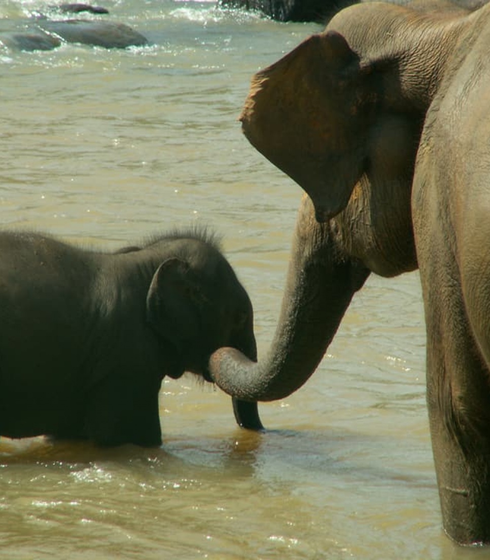 Vivre en immersion totale au Sri Lanka
