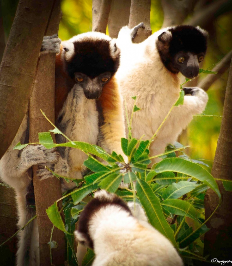 les lémuriens de Madagascar !