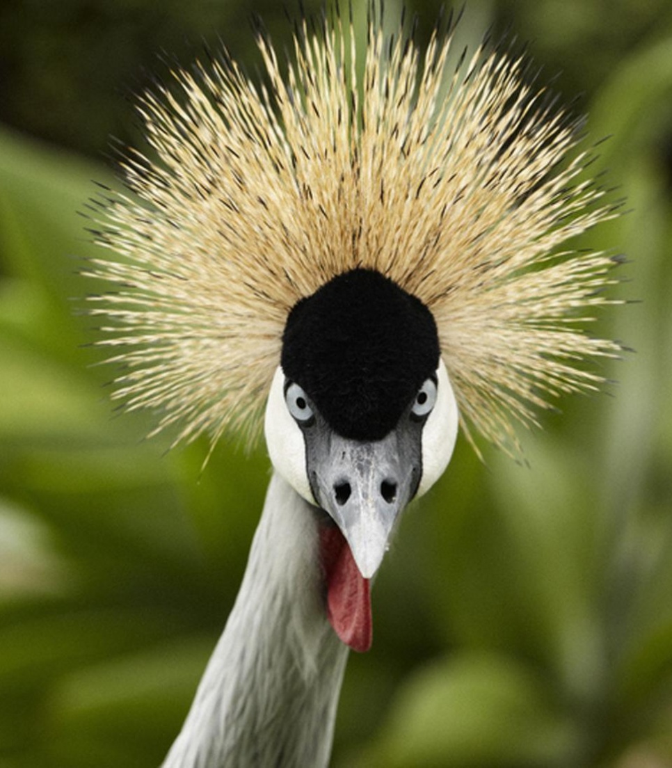 stage ornithologie en Afrique du sud