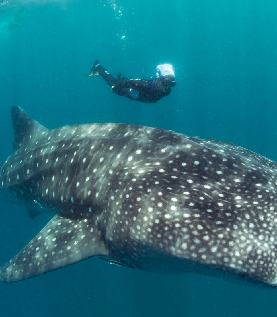 Programme de biologie marine dans l'océan indien 