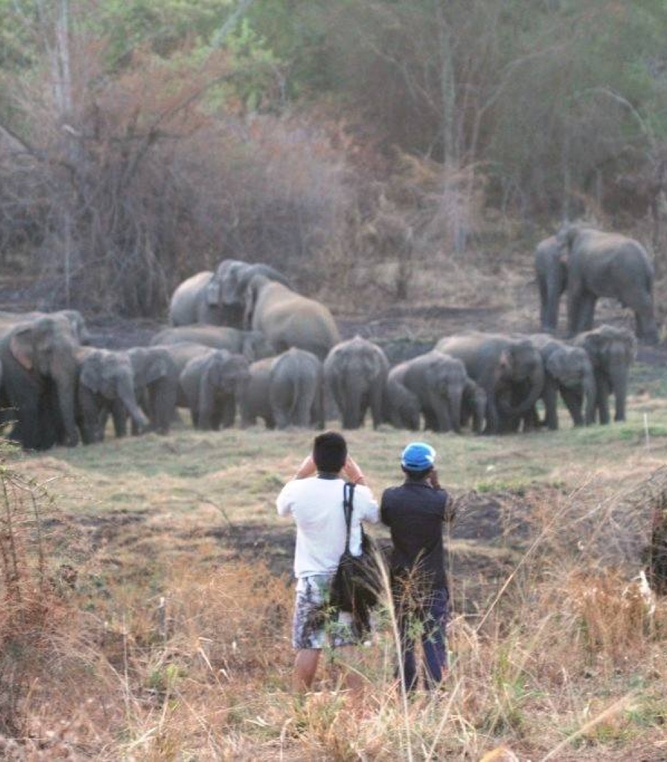 sri-lanka-elephants-protection-observation