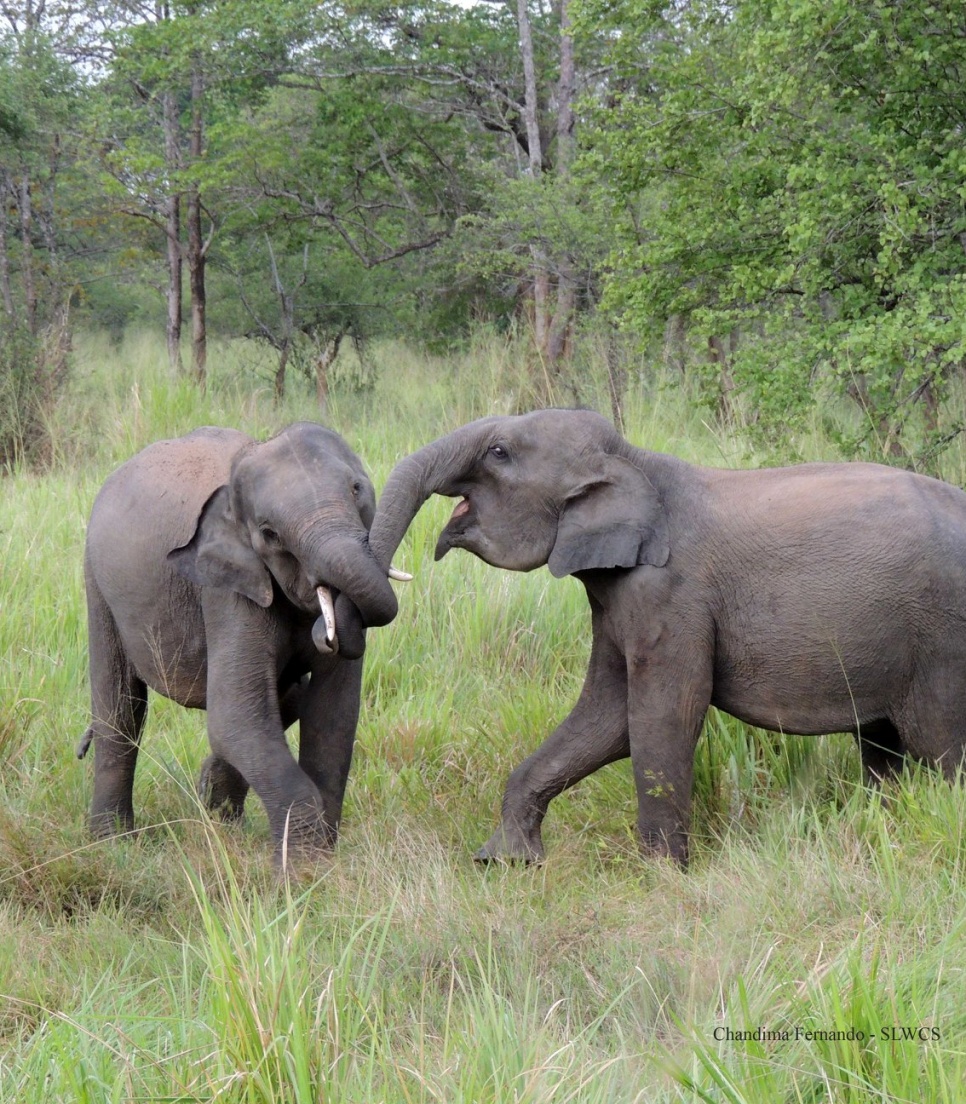 elephants-sauvages-sri-lanka-benevolat
