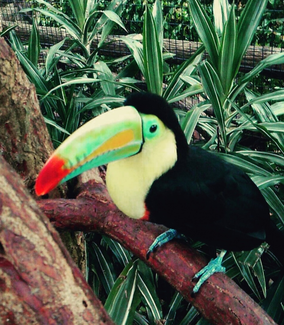 Volontariat international au Costa Rica 