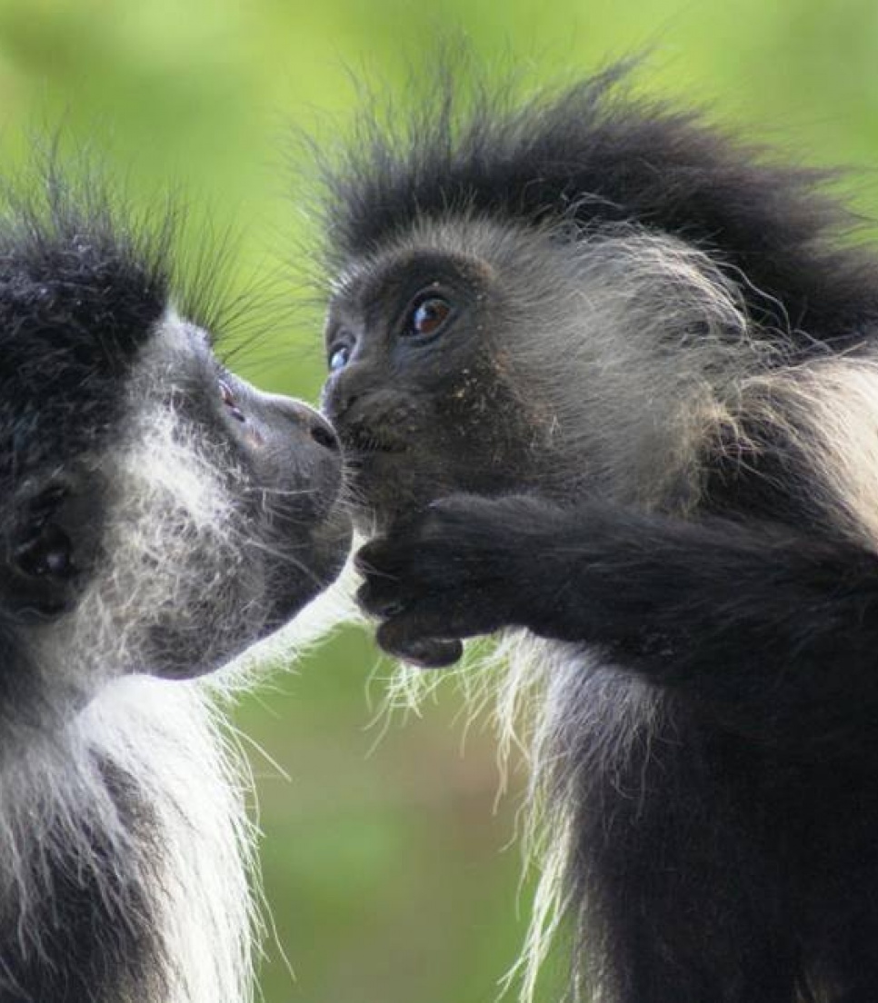 Stage dans un sanctuaire de primate