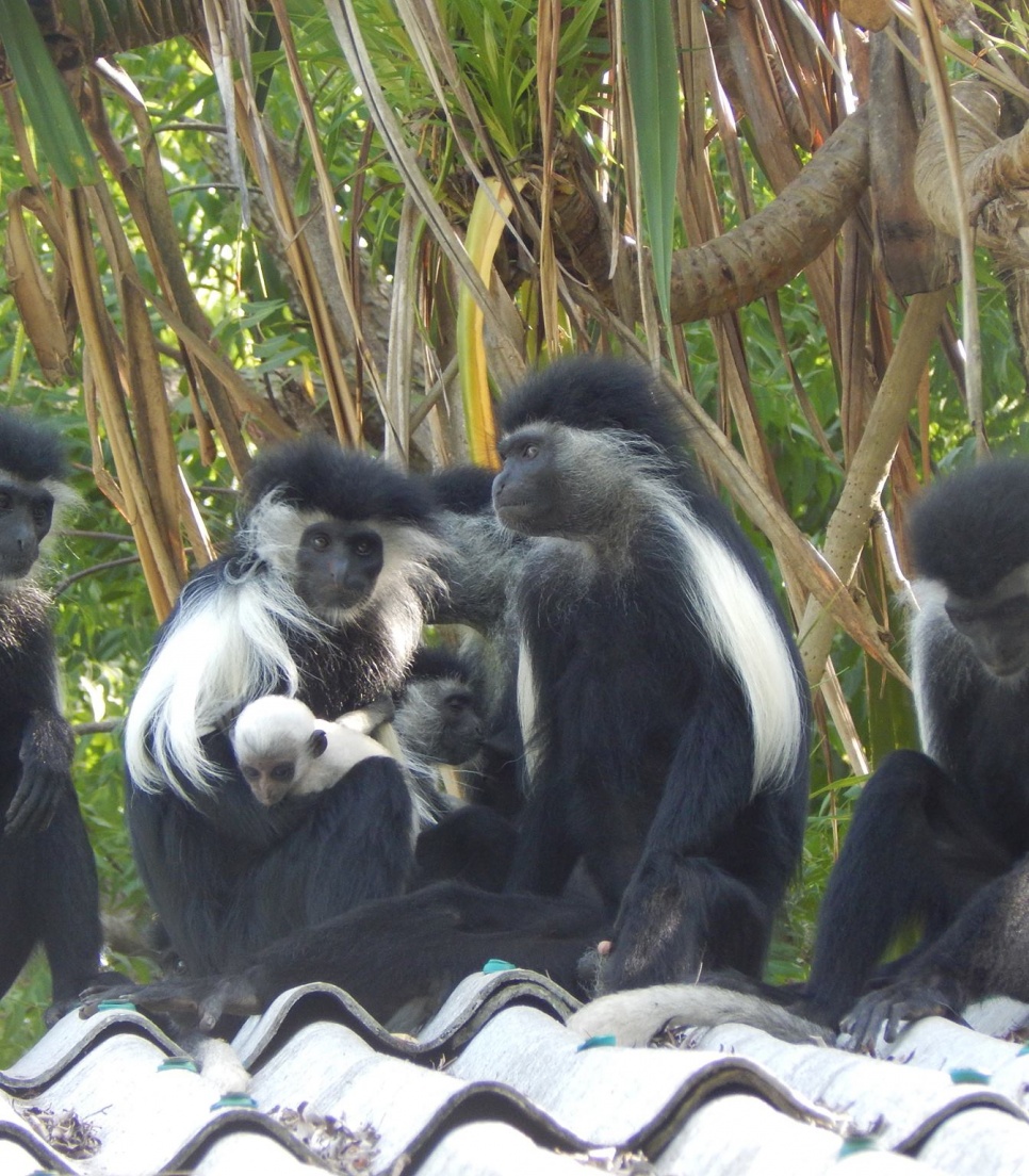 Vétérinaire en mission au Kenya