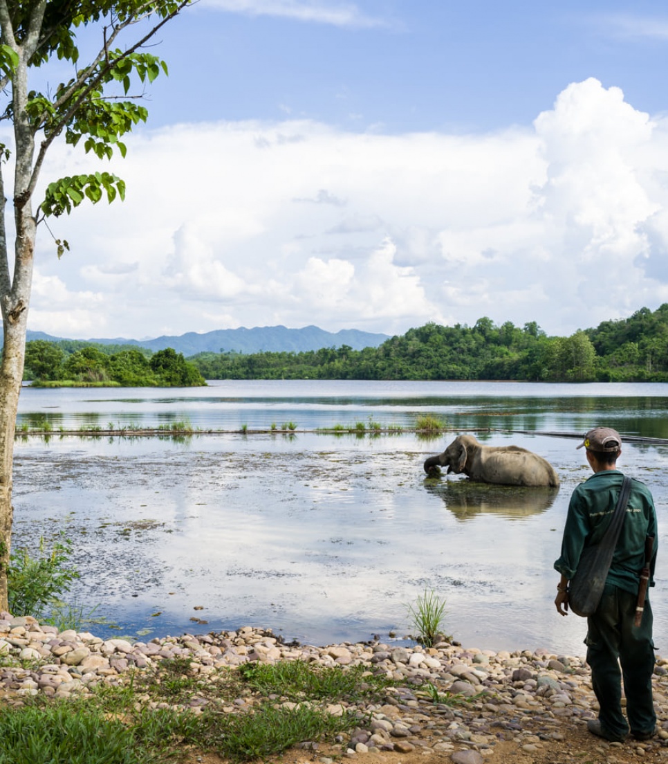 Volontariat animalier au Laos