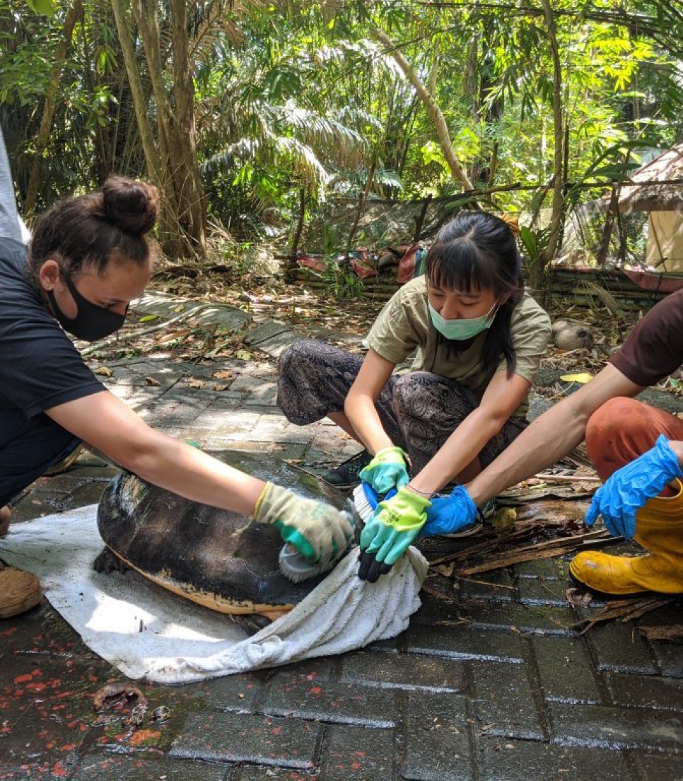 Volontariat animalier en Asie