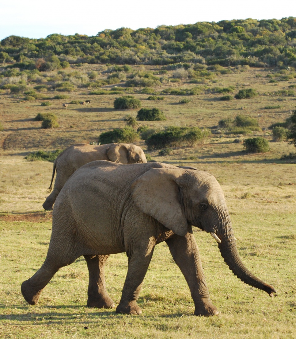 devenir-acteur-de-la-protection-de-la-faune-sauvage-afrique