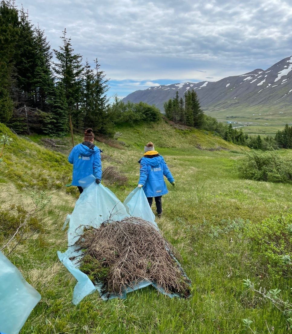 mission-de-reforestation-en-islande