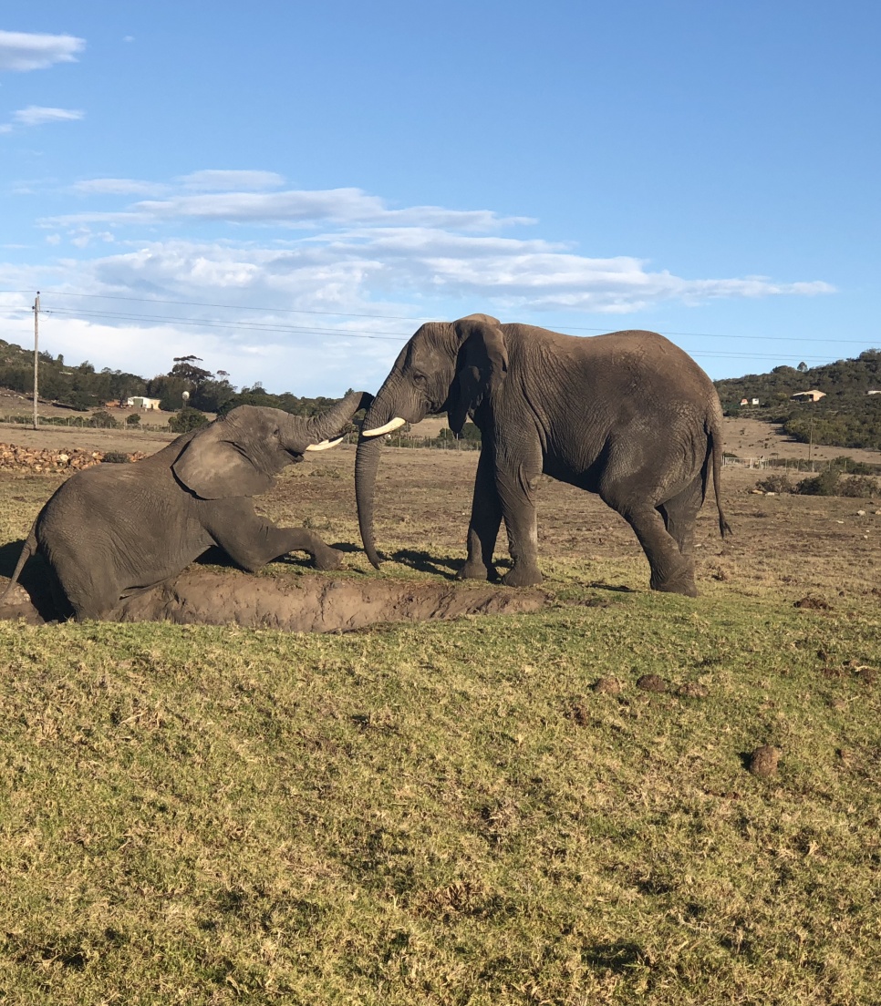reserve-animaliere-en-afrique-du-sud-mission-humanitaire