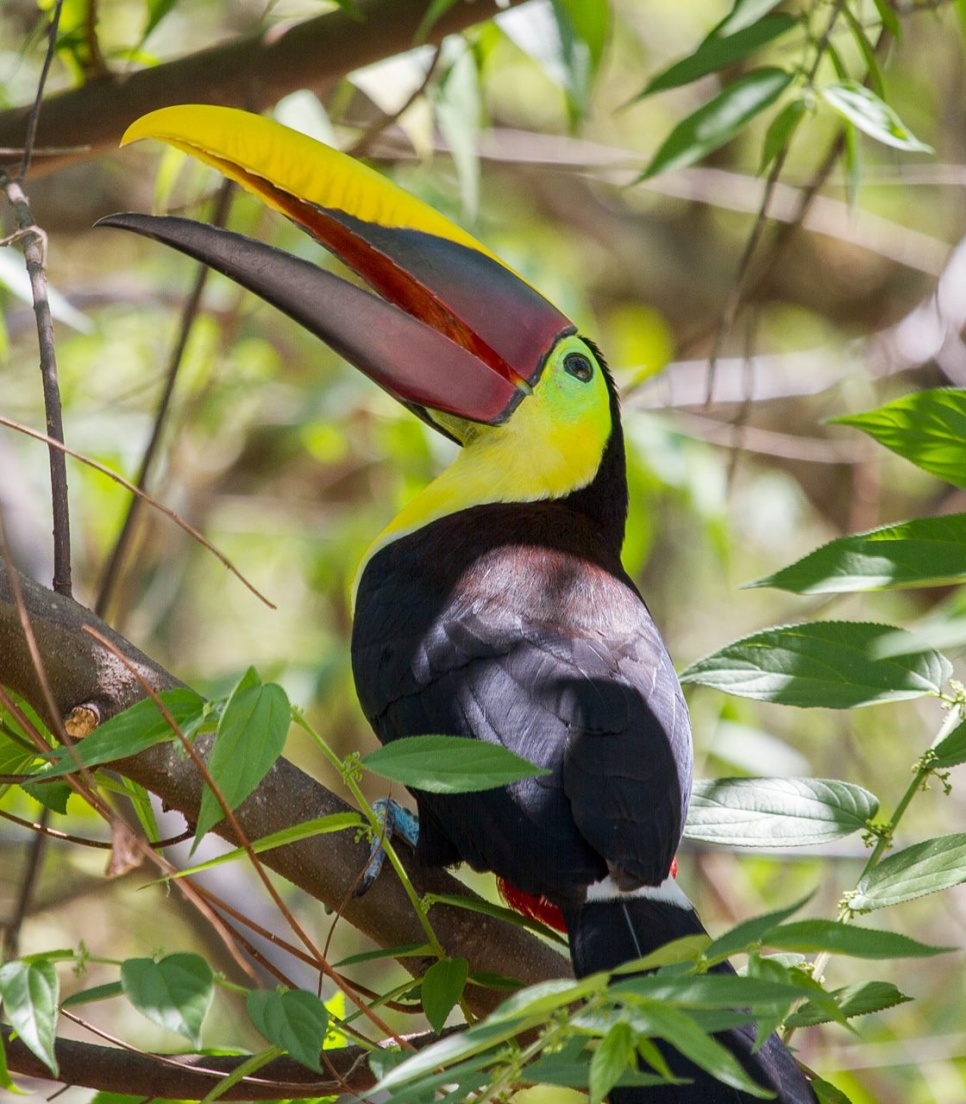 Toucan coloré perché sur une branche dans la jungle du Costa Rica