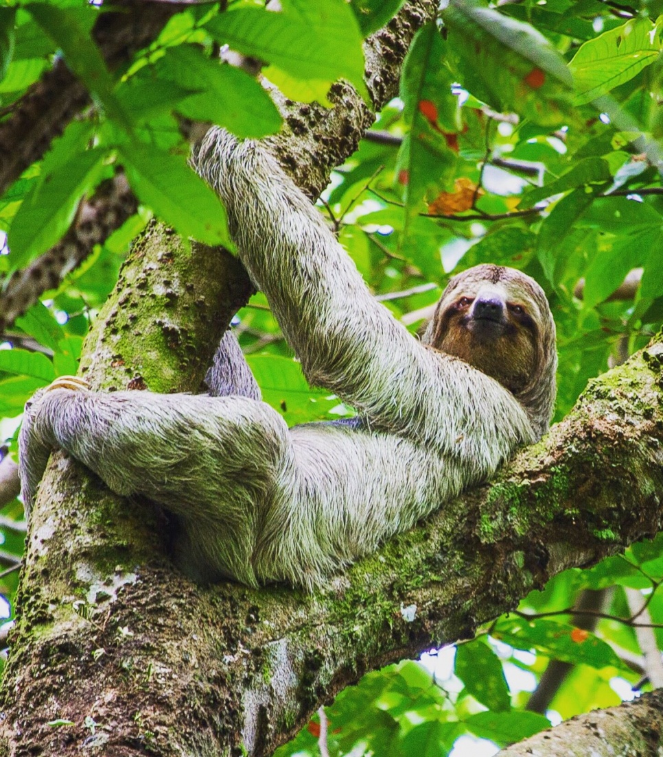 Paresseux dans un refuge au Costa Rica