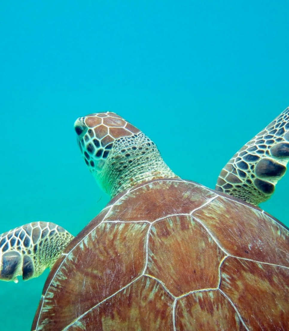 Stage étudiant de biodiversité marine