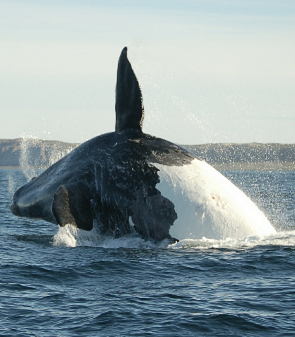 Baleine franche australe observée lors d'un projet de bénévolat pour la protection des espèces en Patagonie