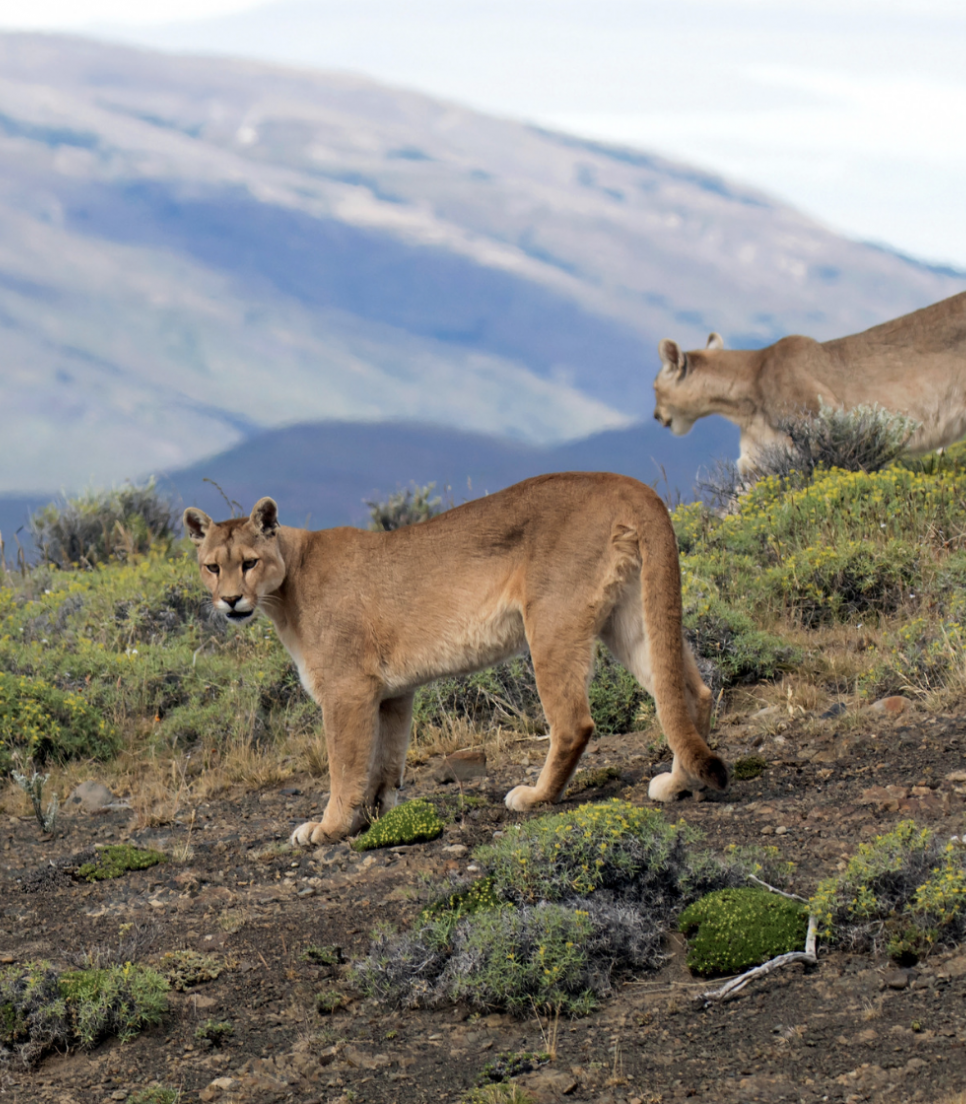 Pumas observés dans leur habitat naturel lors d'un stage de bénévolat en Patagonie pour la protection de la biodiversité.