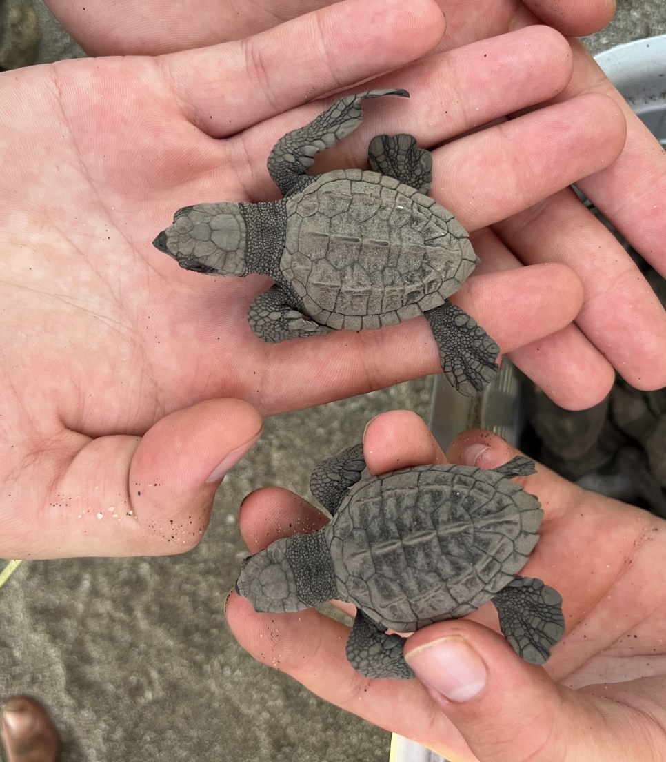 Protection des tortues au Nicaragua
