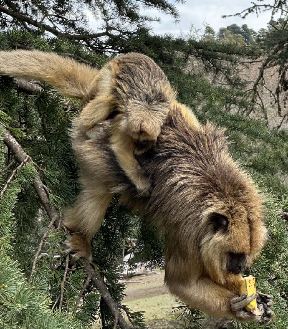 Une bénévole de Globalong interagit avec des singes hurleurs dans une réserve naturelle, tenant un morceau de fruit tout en observant les singes curieux autour d'elle.