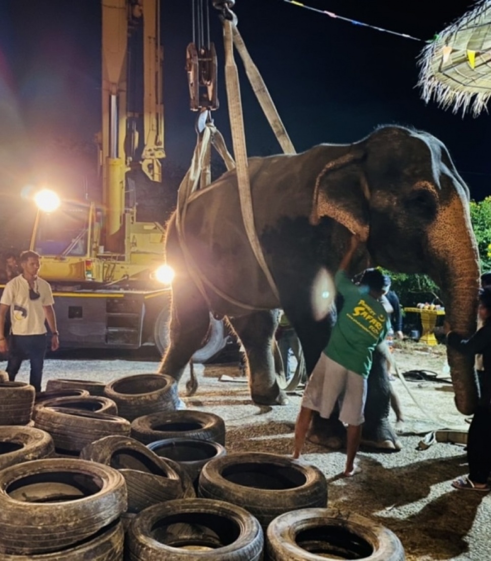 Éléphant recevant des soins vétérinaires au Centre Vétérinaire en Thaïlande