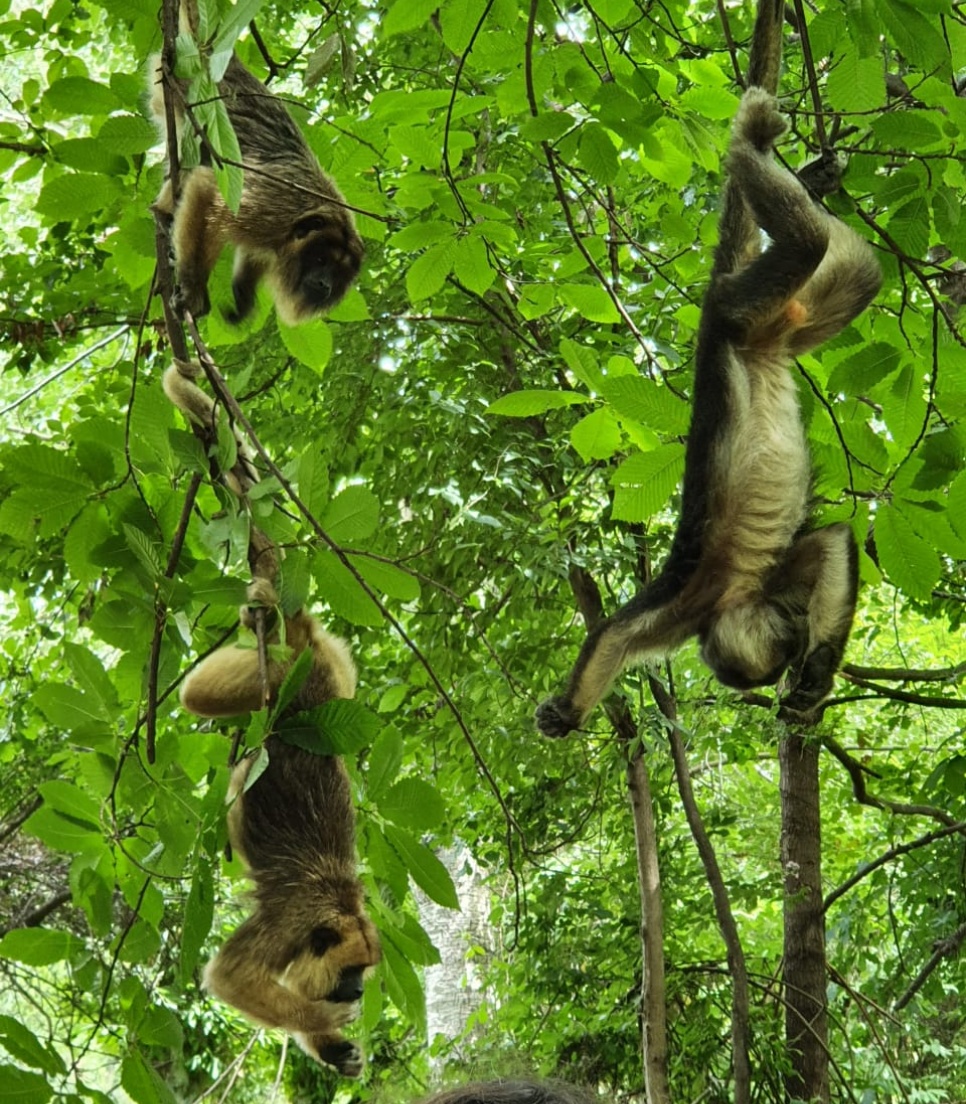 Trois singes hurleurs suspendus aux branches d'un arbre dans une forêt luxuriante, capturés lors d'une mission de volontariat organisée par Globalong.