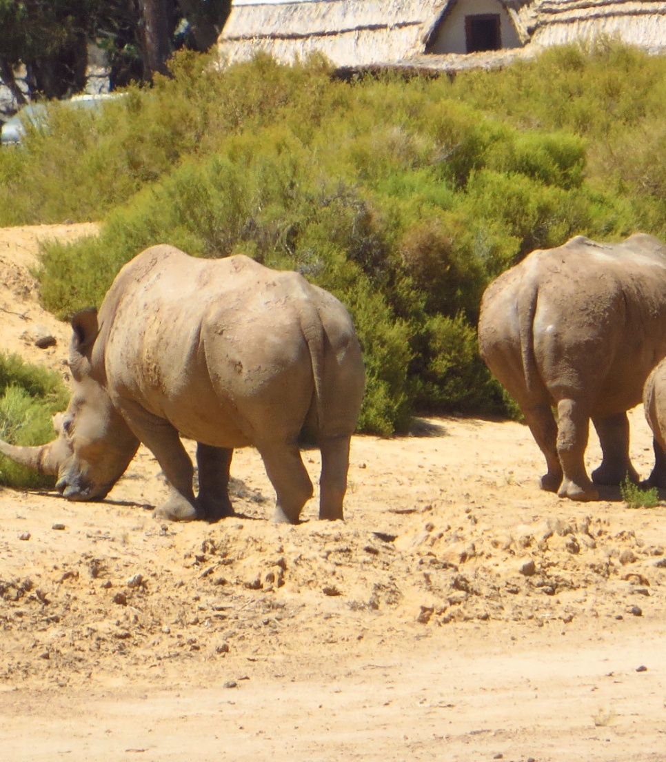 Rhinocéros