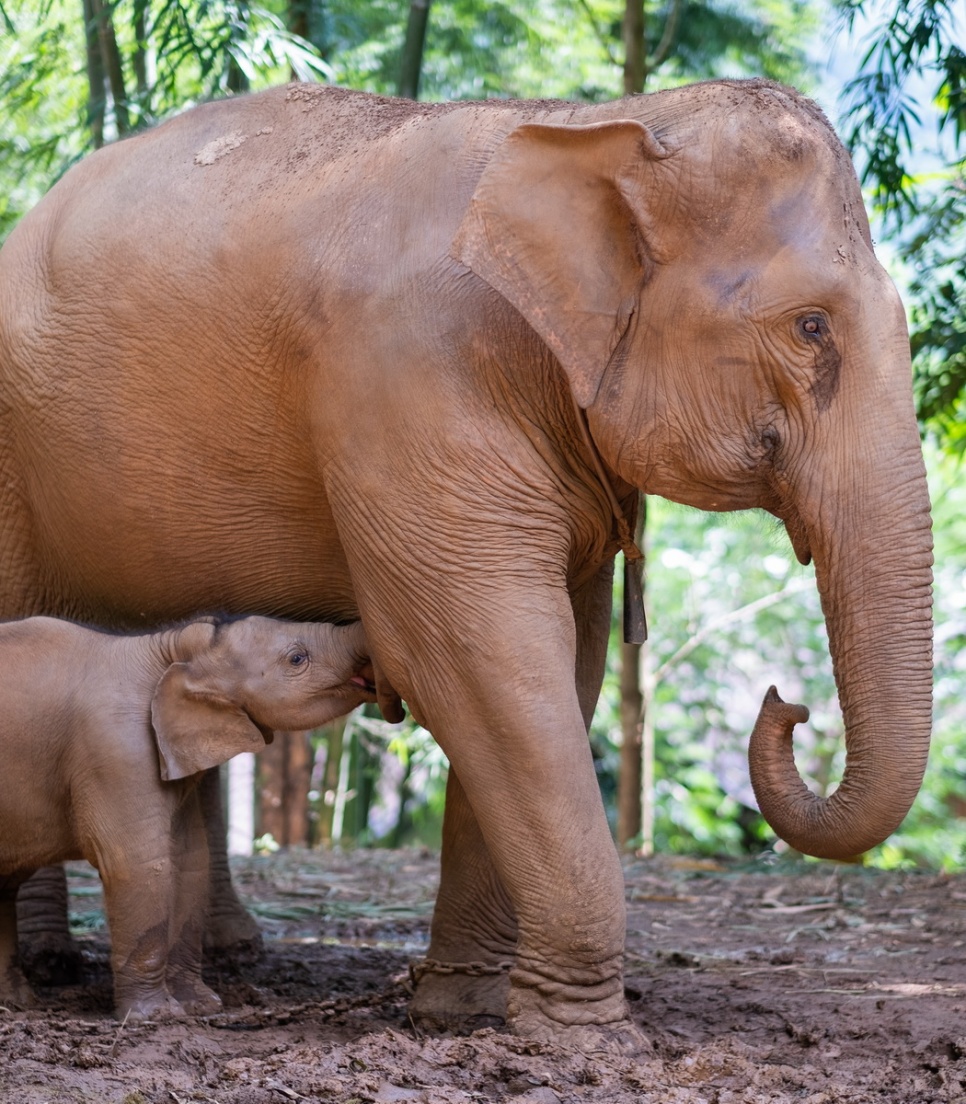 benevolat-elephants-thailande-sanctuaire-chiang-mai.jpg