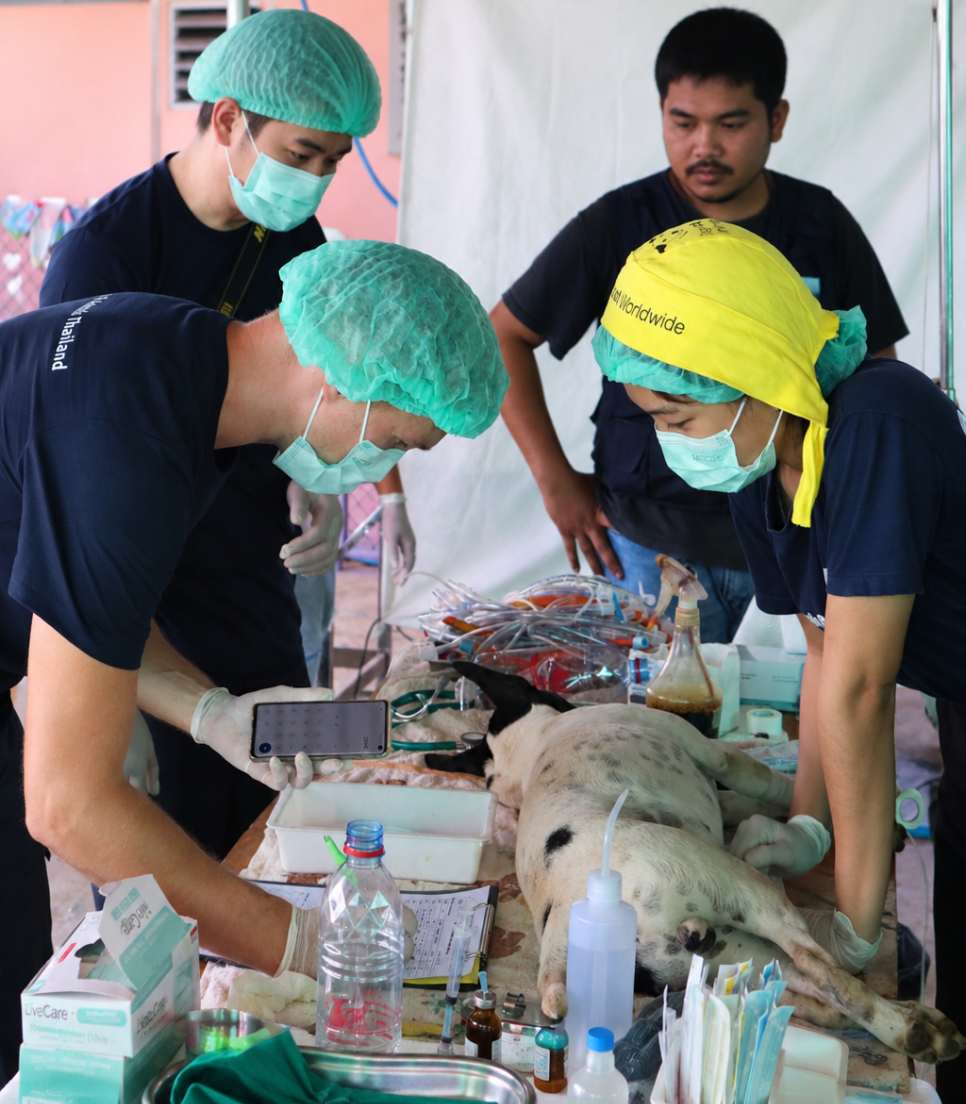 Stagiaire auprès d’un chat pendant sa prise en charge vétérinaire en Thaïlande