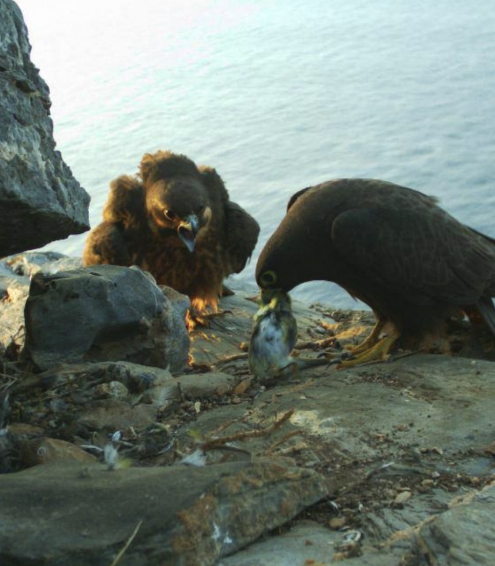 Rapaces nourrissant un oisillon sur une falaise côtière lors d’une étude de biodiversité et suivi ornithologique